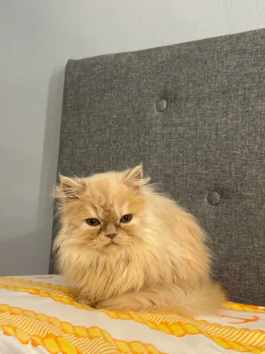 Gato persa macho filhote 100% Puro!(5 meses)Aceito negociação 