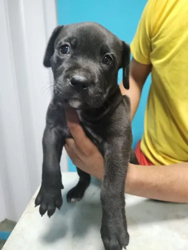 Vendo fêmea de Pitbull