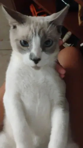 Doa se gato macho 3 meses