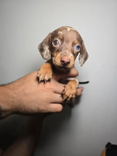 Basset, Dachshund, teckel, salsicha