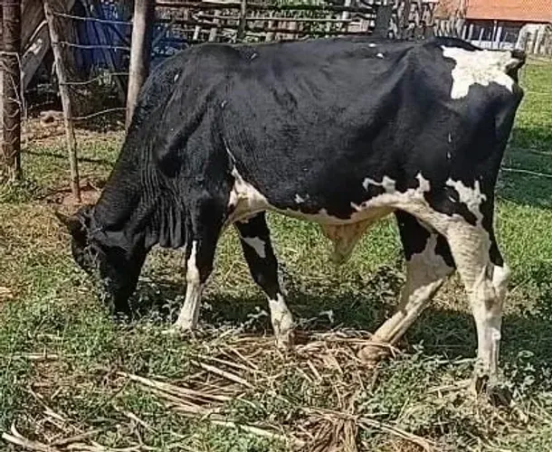 Garrote a venda!