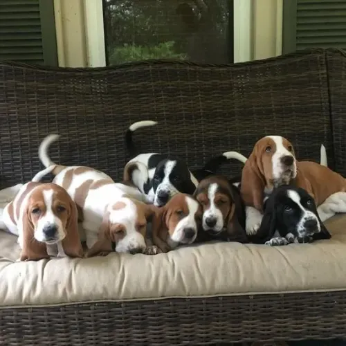 Basset Hound Gordinhos Amorosos