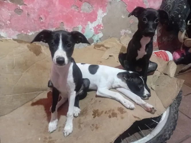 Adoção de cachorrinhos