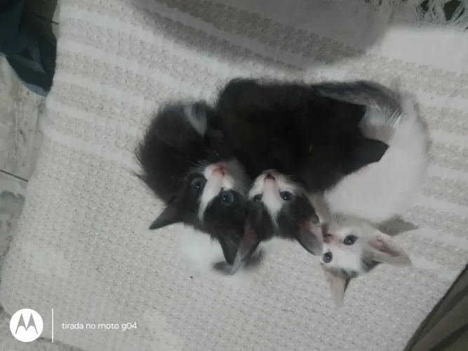 Doa gatinhos