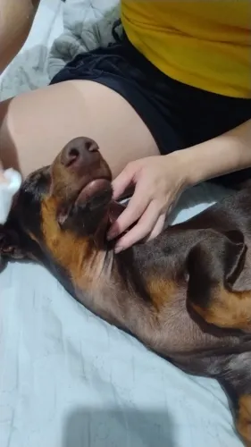 Cachorro da raça dachuand na cor chocolate 