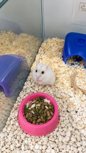 Hamster anão russo