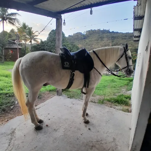 Cavalo