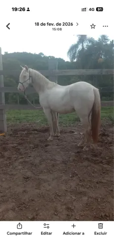 Cavalo branco cremelo