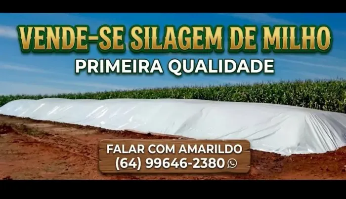 silagem de milho
