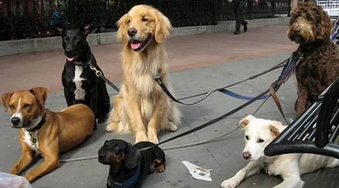 Passeio e adestramento de cachorros !