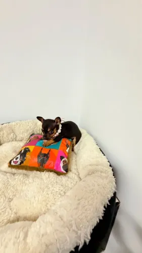 PINSCHER ZERO 