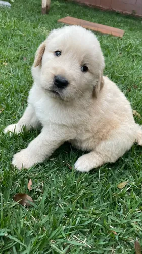Filhote Golden Retriever - Macho disponível