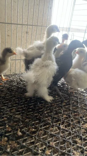 Franguinhos de Rodhia