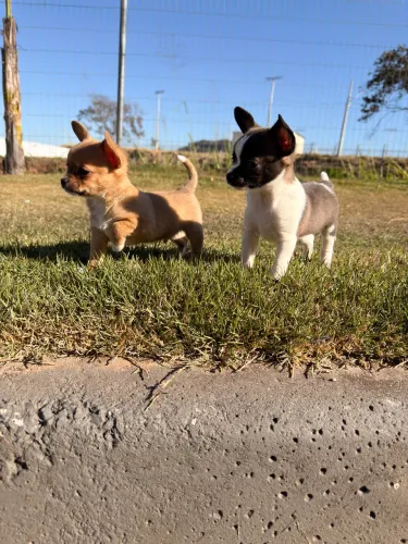 Vendo filhote de Chihuahua macho