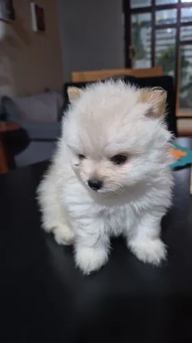 Vende se cachorros split alemão 