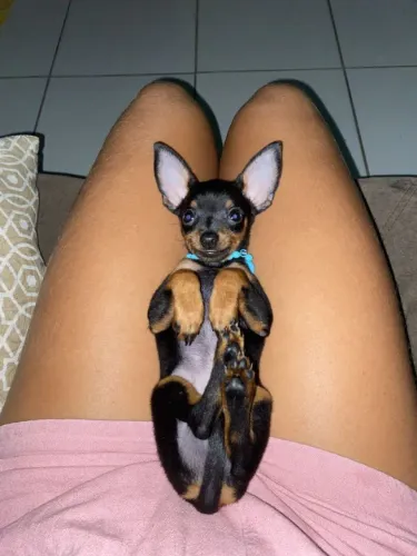 Neném Pinscher/Pincher de Pelo Curto Lindo Macho e Fêmea Vacinados SP