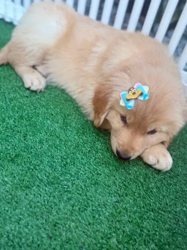 Filhotes golden