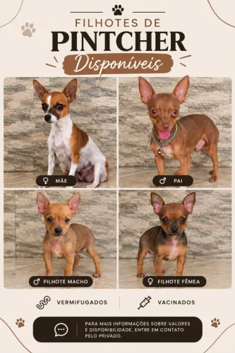 Filhote de Pinscher Disponível