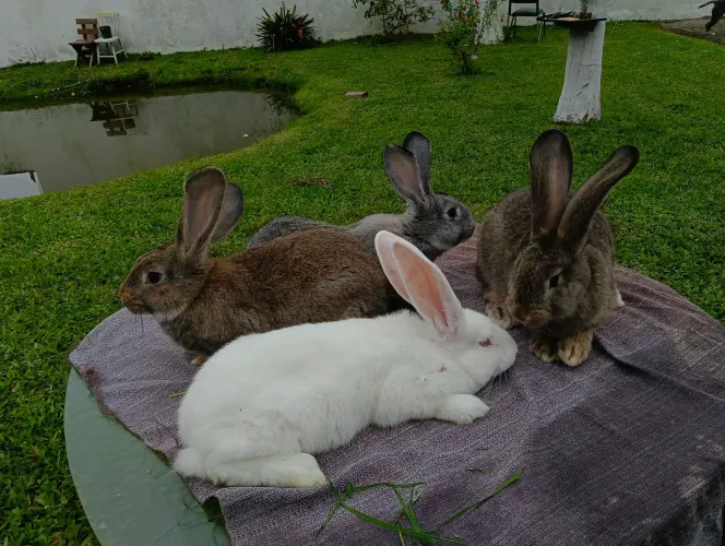 Coelhos machos