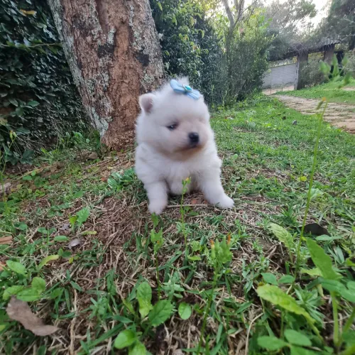 Spitz alemão anã não da pra perder