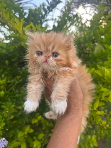 Gato persa