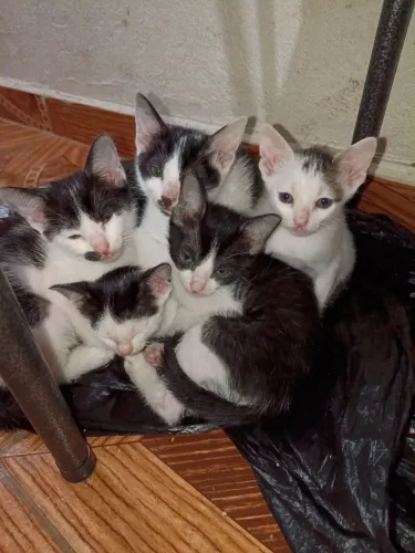 Estou doando esses gatinhos tudo fêmea 