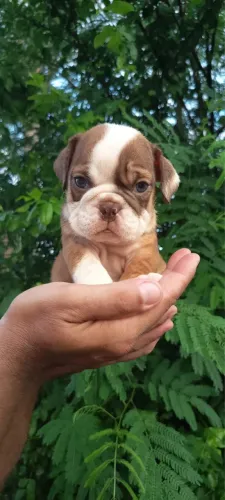 Bulldog inglês com 50 dias vermifugado