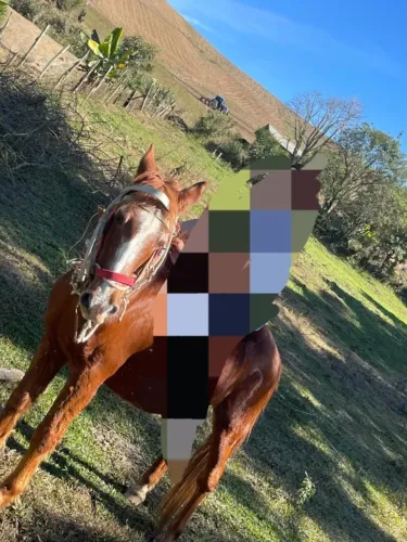 VENDESE TERRENO NO SITIO INTERIOR DA LAPA 1 ALQUEIRE