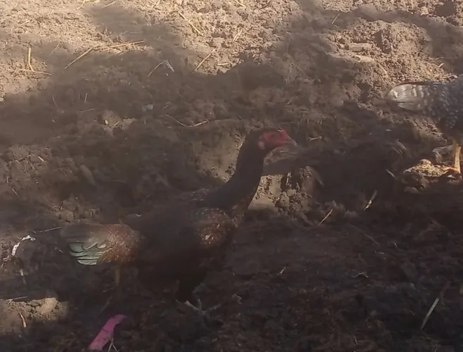 Vendo galinha carioca 