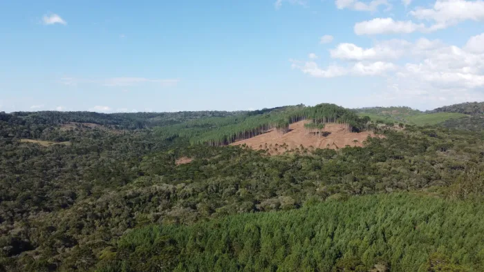 Terreno com 83 hectares para reflorestamento em Timbó Grande