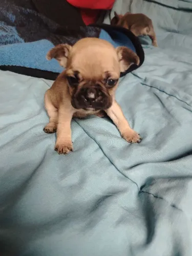Filhotes de Bulldog francês disponíveis para venda