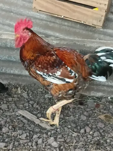 Vendo galo gsb misturado com caipira bastante grande