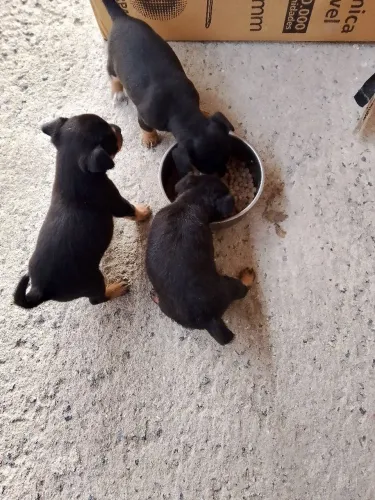 Pinscher filhotes micro,macho e fêmea com 50 dias