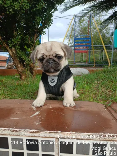 Pug