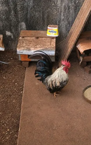 Galize Nagasaki macho 6 mês valor 70 reais * "obs "não faço entrega