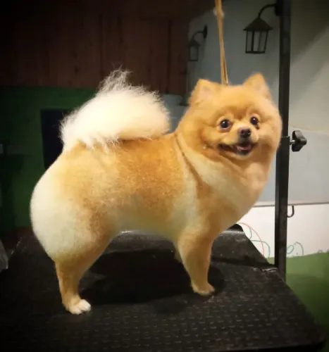 Spitz alemão 
