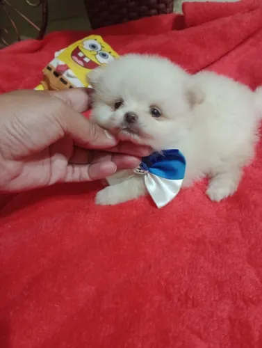 spitz alemão, ursinho, macho micro em 10x no cartao.