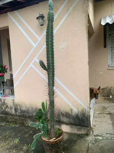Mandacaru no vaso de barro