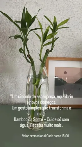 Bambu da sorte, preço por cada haste