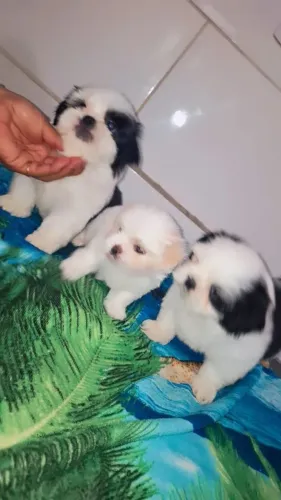 Shih tzu