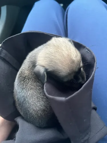 cachorro salsicha 