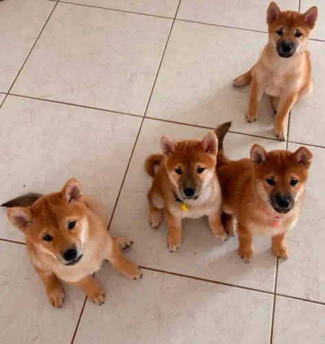 Shiba Inu legítimo