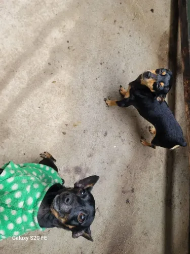 Pinscher