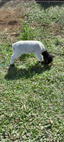Dorper na mamadeira