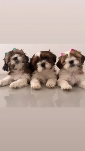 Filhotes Shih Tzu 