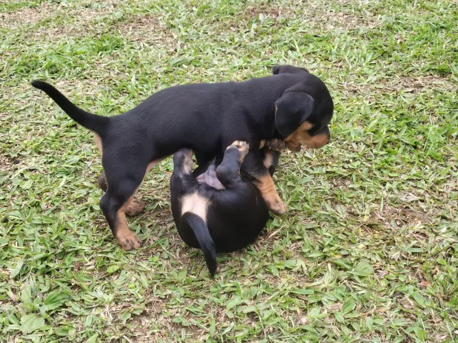 Vendo Dachshund salsicha