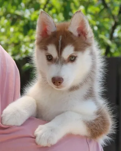 Filhotes de Husky Siberiano seu pet tipo urso !