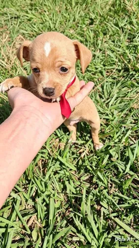 Pinscher macho