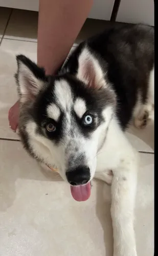 Husky siberiano puro, 10 meses.