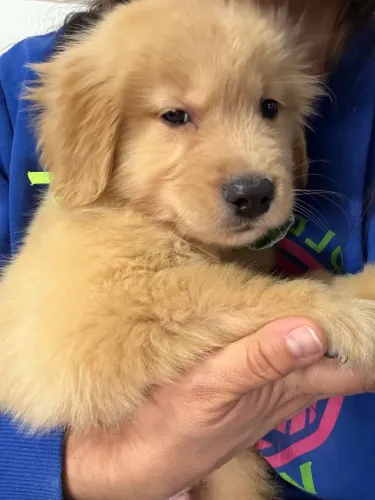 Filhote de Golden Retriever fofo 